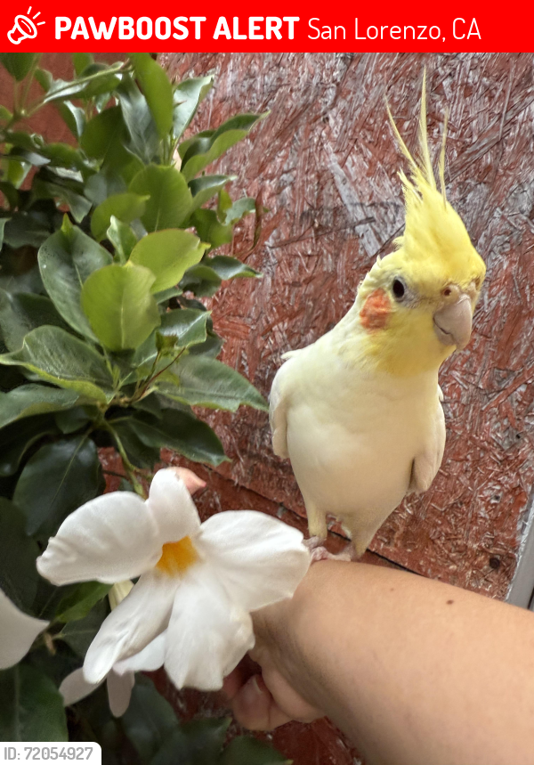 Lost Male Bird last seen Keller Avenue, San Lorenzo, San Lorenzo, CA 94580