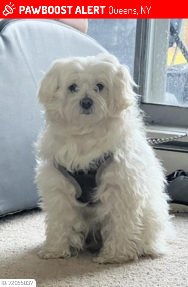 Lost Male Dog last seen Kissena Park, Queens, NY 11355