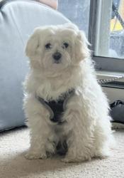 Lost Male Dog last seen Kissena Park, Queens, NY 11355