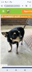 Lost Male Dog last seen Ashwood Nashville Tennessee, Nashville, TN 37212