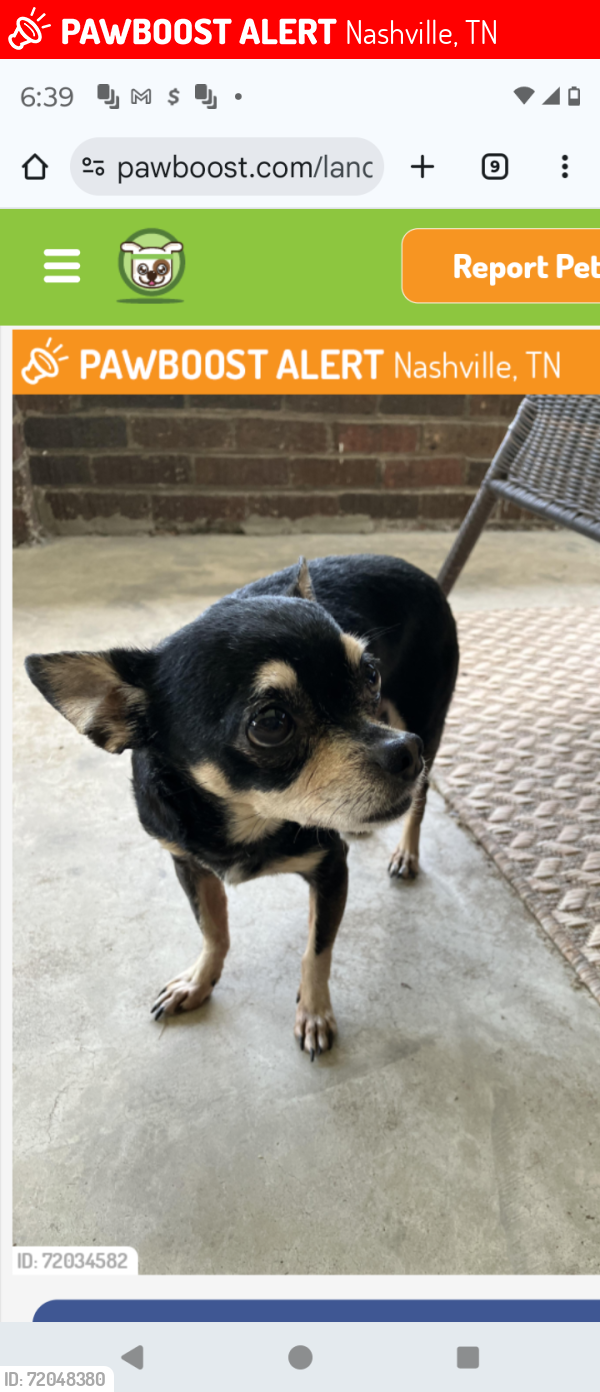 Lost Male Dog last seen Ashwood Nashville Tennessee, Nashville, TN 37212