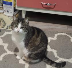 Lost Female Cat last seen Knollcrest ln, La Plata, MD 20646