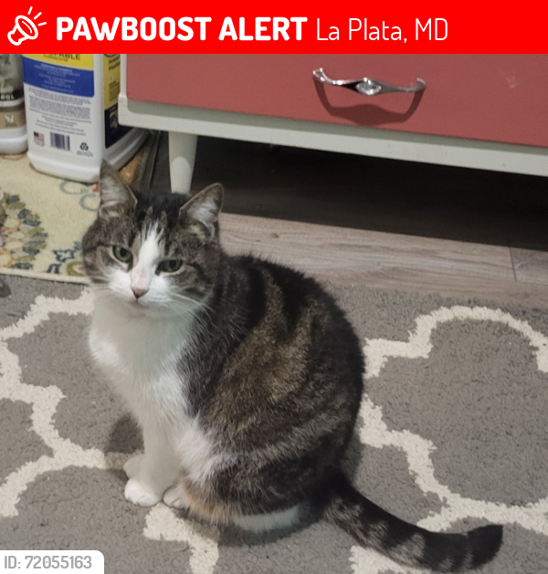 Lost Female Cat last seen Knollcrest ln, La Plata, MD 20646