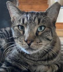 Lost Male Cat last seen Desert Shores, Discovery Bay, Ohio ct 702-596-7904, Las Vegas, NV 89128