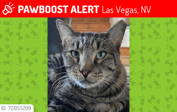 Lost Male Cat last seen Desert Shores, Discovery Bay, Ohio ct 702-596-7904, Las Vegas, NV 89128