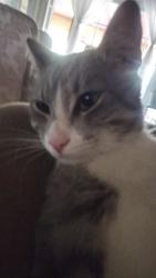 Lost Male Cat last seen Barbre lane and Parkridge, Corona, CA 92879