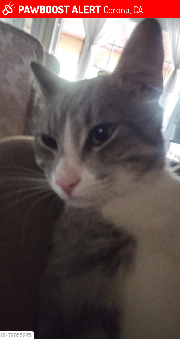 Lost Male Cat last seen Barbre lane and Parkridge, Corona, CA 92879
