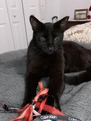 Lost Male Cat last seen Near Nw 36 Ave , Miami Gardens, FL 33056