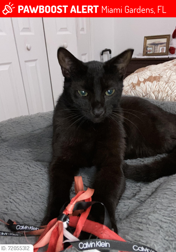 Lost Male Cat last seen Near Nw 36 Ave , Miami Gardens, FL 33056