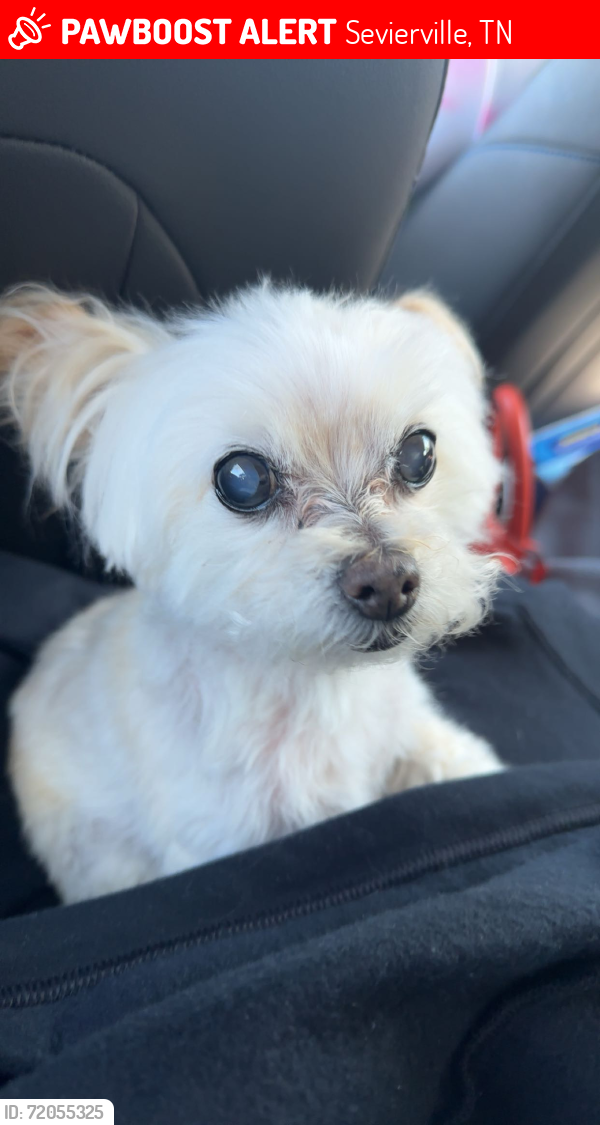Lost Female Dog last seen In the yard of 525 Maggie Mack Lane Seiverville Tennessee , Sevierville, TN 37862
