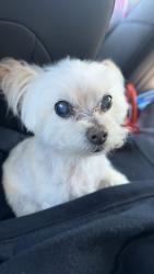 Lost Female Dog last seen In the yard of 525 Maggie Mack Lane Seiverville Tennessee , Sevierville, TN 37862