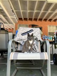 Lost Female Cat last seen S Westgate and La Grange, Los Angeles, CA 90025
