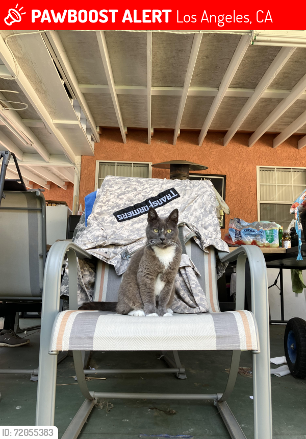 Lost Female Cat last seen S Westgate and La Grange, Los Angeles, CA 90025