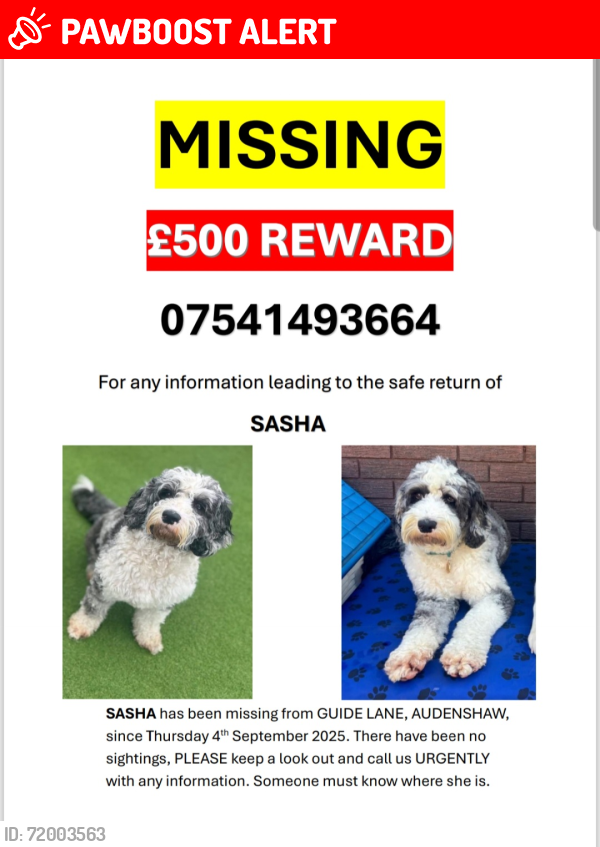 Lost Female Dog last seen Guide Lane,Audenshaw , Audenshaw, England M34