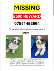 Lost Female Dog last seen Guide Lane,Audenshaw , Audenshaw, England M34
