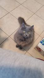 Lost Male Cat last seen O'Connor/ Sunrise , Toronto, ON M4A 1A3