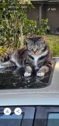 Lost Male Cat last seen Bay st, Winter Garden, FL 34787