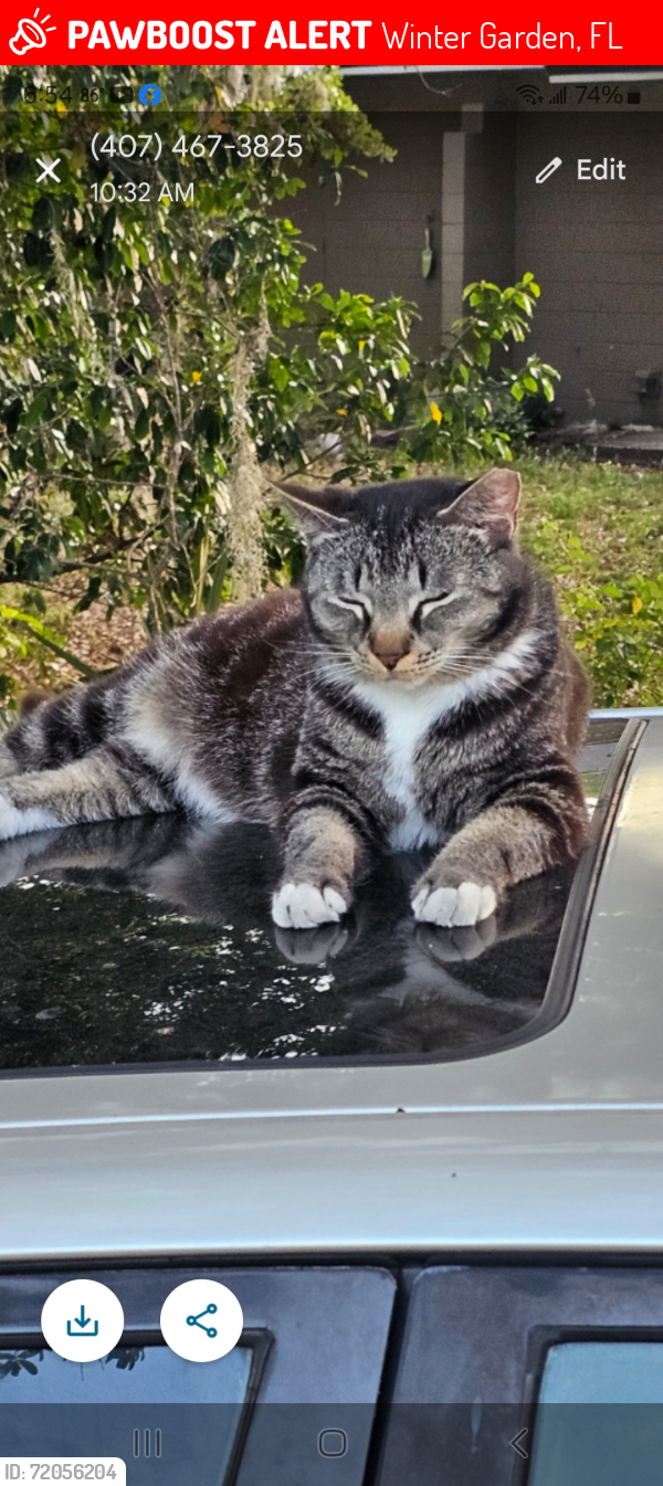 Lost Male Cat last seen Bay st, Winter Garden, FL 34787