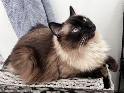 Lost Male Cat last seen Desert View Ave and Verbena , Desert Hot Springs, CA 92240