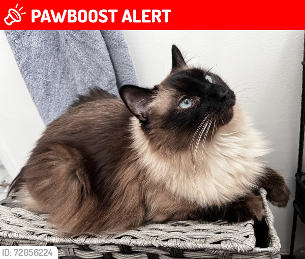 Lost Male Cat last seen Desert View Ave and Verbena , Desert Hot Springs, CA 92240