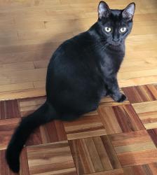 Lost Female Cat last seen Lilli Putt & Coon Rapids Dam , Minneapolis, MN 55433