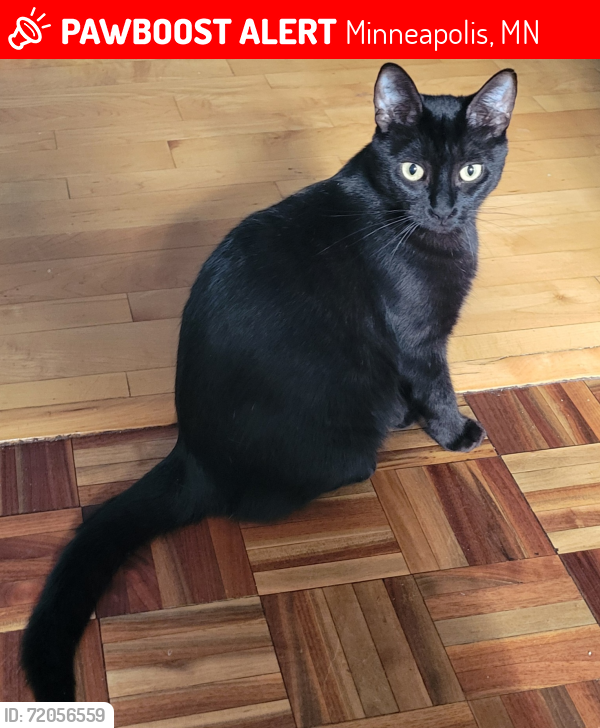 Lost Female Cat last seen Lilli Putt & Coon Rapids Dam , Minneapolis, MN 55433
