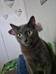 Lost Male Cat last seen Satter Dr. NE/Lancaster Dr. NE Salem,OR, Hayesville, OR 97305