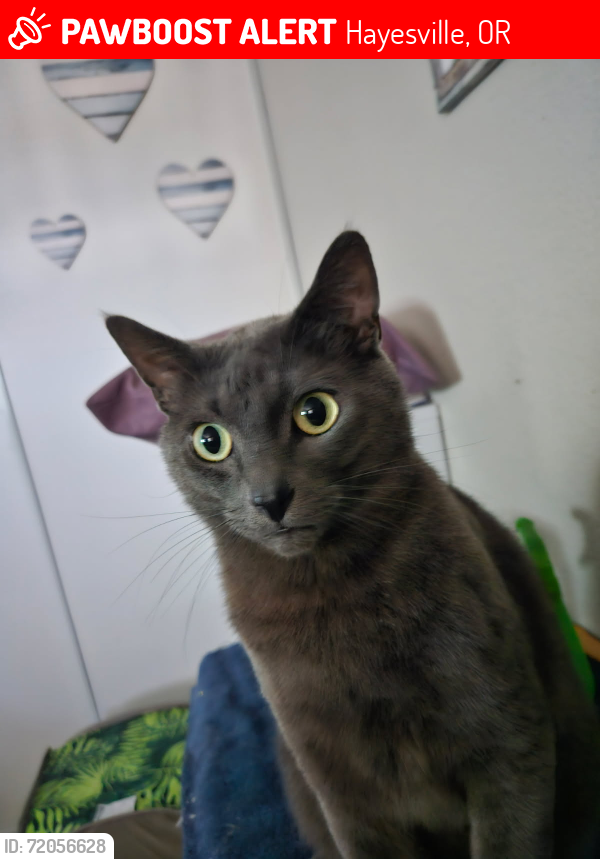 Lost Male Cat last seen Satter Dr. NE/Lancaster Dr. NE Salem,OR, Hayesville, OR 97305