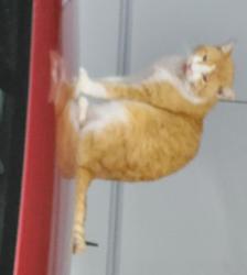 Lost Male Cat last seen Oaklyn Dr and Stevens Rd, Newberry Township, PA 17370