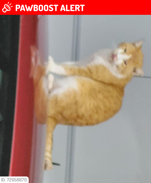 Lost Male Cat last seen Oaklyn Dr and Stevens Rd, Newberry Township, PA 17370