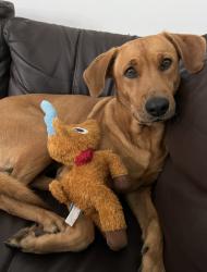 Lost Female Dog last seen 142nd Ave SW 42nd St, miami FL, Miami, FL 33172