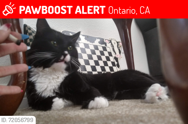 Lost Male Cat last seen Holt st & D st Ontario CA , Ontario, CA 91764