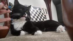 Lost Male Cat last seen Holt st & D st Ontario CA , Ontario, CA 91764