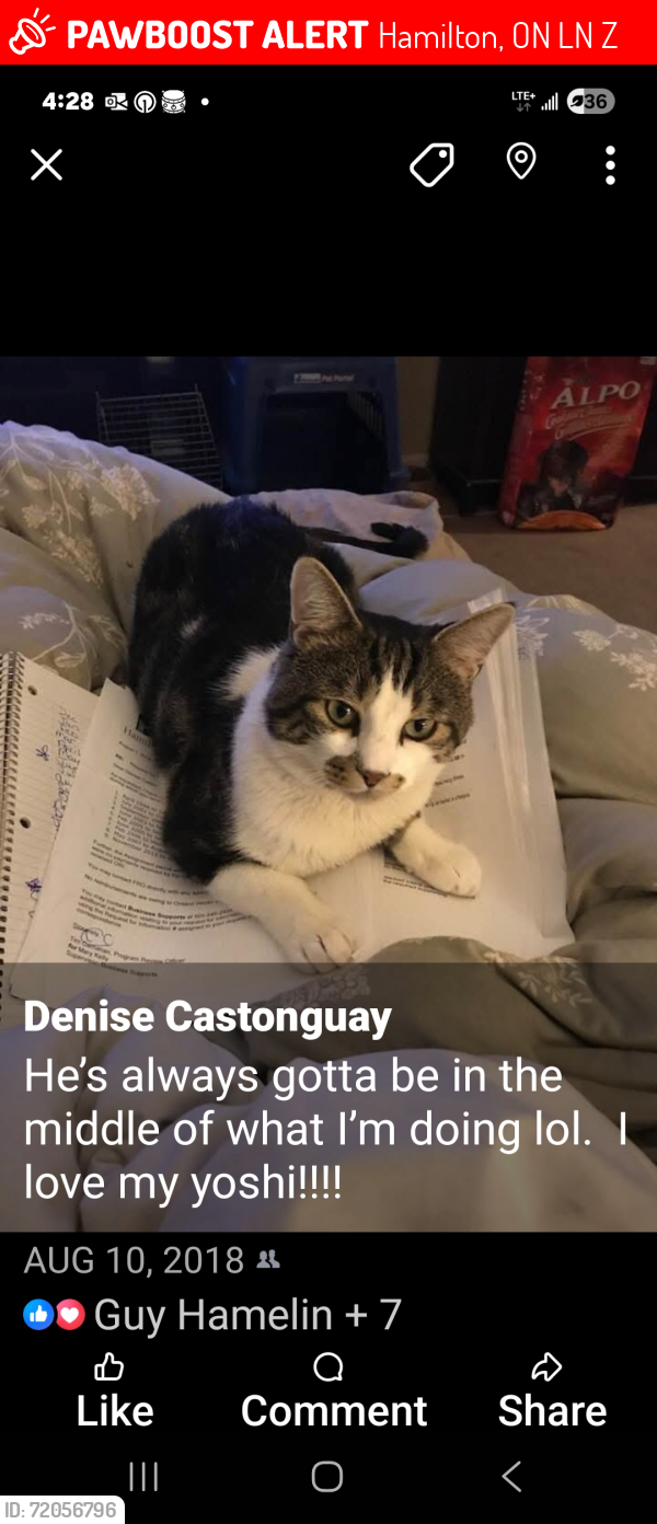 Lost Male Cat last seen Wentworth street stairs , Hamilton, ON L8N 2Z4
