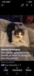 Lost Male Cat last seen Wentworth street stairs , Hamilton, ON L8N 2Z4