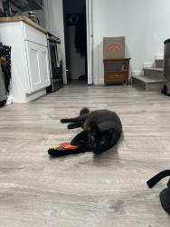 Lost Male Cat last seen Diana Ave.and Deborah Drive and HWY 212 and Foster Rd., Damascus, OR 97089