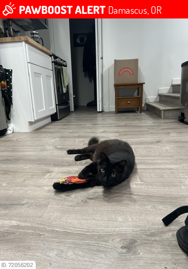 Lost Male Cat last seen Diana Ave.and Deborah Drive and HWY 212 and Foster Rd., Damascus, OR 97089