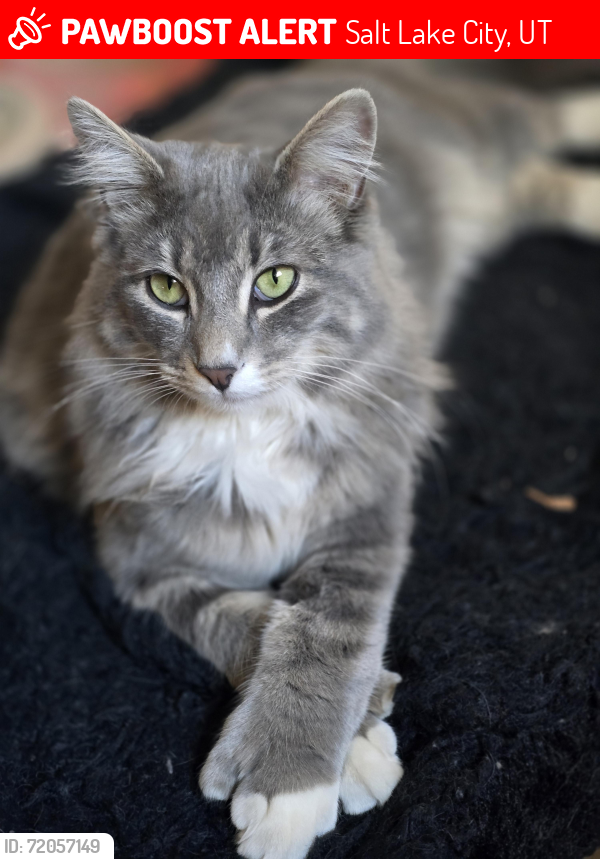 Lost Male Cat last seen Fifth East and Division , Salt Lake City, UT 84106