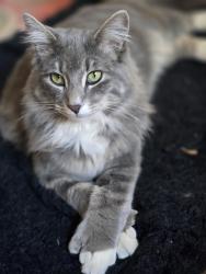 Lost Male Cat last seen Fifth East and Division , Salt Lake City, UT 84106