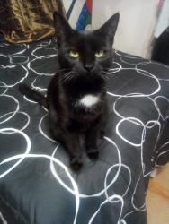 Lost Female Cat last seen Coronet st. & MacArthur, Irving, TX 75060
