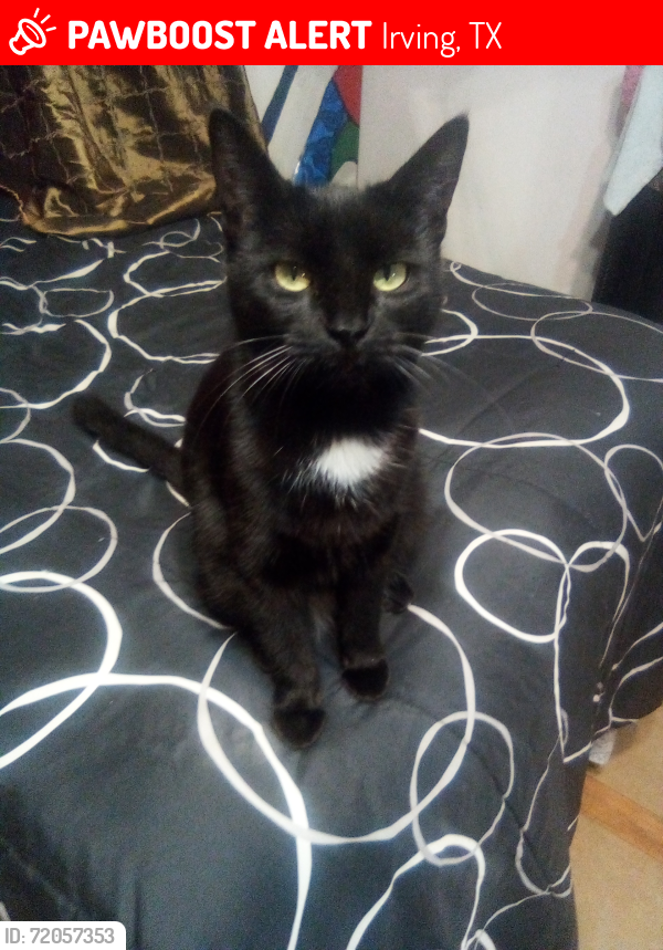 Lost Female Cat last seen Coronet st. & MacArthur, Irving, TX 75060