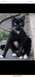 Lost Male Cat last seen Southend central train station , Southend-on-Sea, England SS1 1NB
