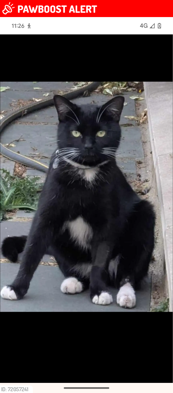 Lost Male Cat last seen Southend central train station , Southend-on-Sea, England SS1 1NB