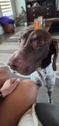 Lost Male Dog last seen Heavenly Grace Cemetery , La Feria, TX 78559