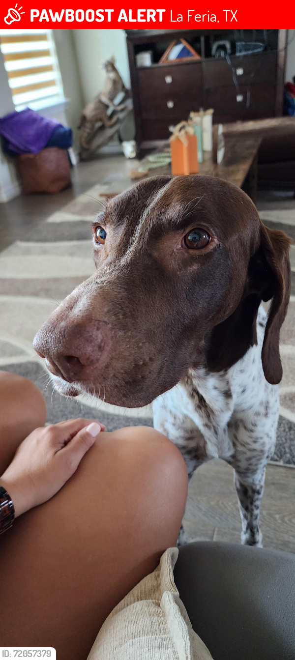 Lost Male Dog last seen Heavenly Grace Cemetery , La Feria, TX 78559