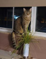 Lost Female Cat last seen WaWa Station, Fort Pierce, FL 34947