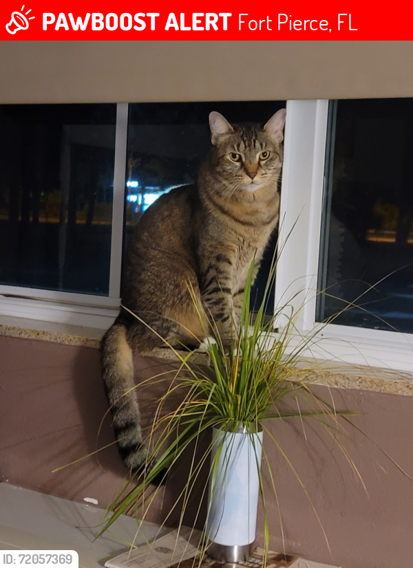 Lost Female Cat last seen WaWa Station, Fort Pierce, FL 34947
