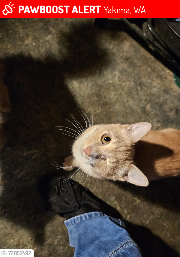 Lost Male Cat last seen Nobhill and bonnie doon, Yakima, WA 98902