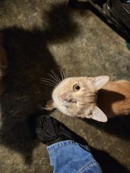 Lost Male Cat last seen Nobhill and bonnie doon, Yakima, WA 98902