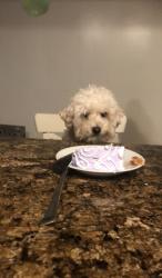 Lost Female Dog last seen Via Verde, San Dimas, CA 91773